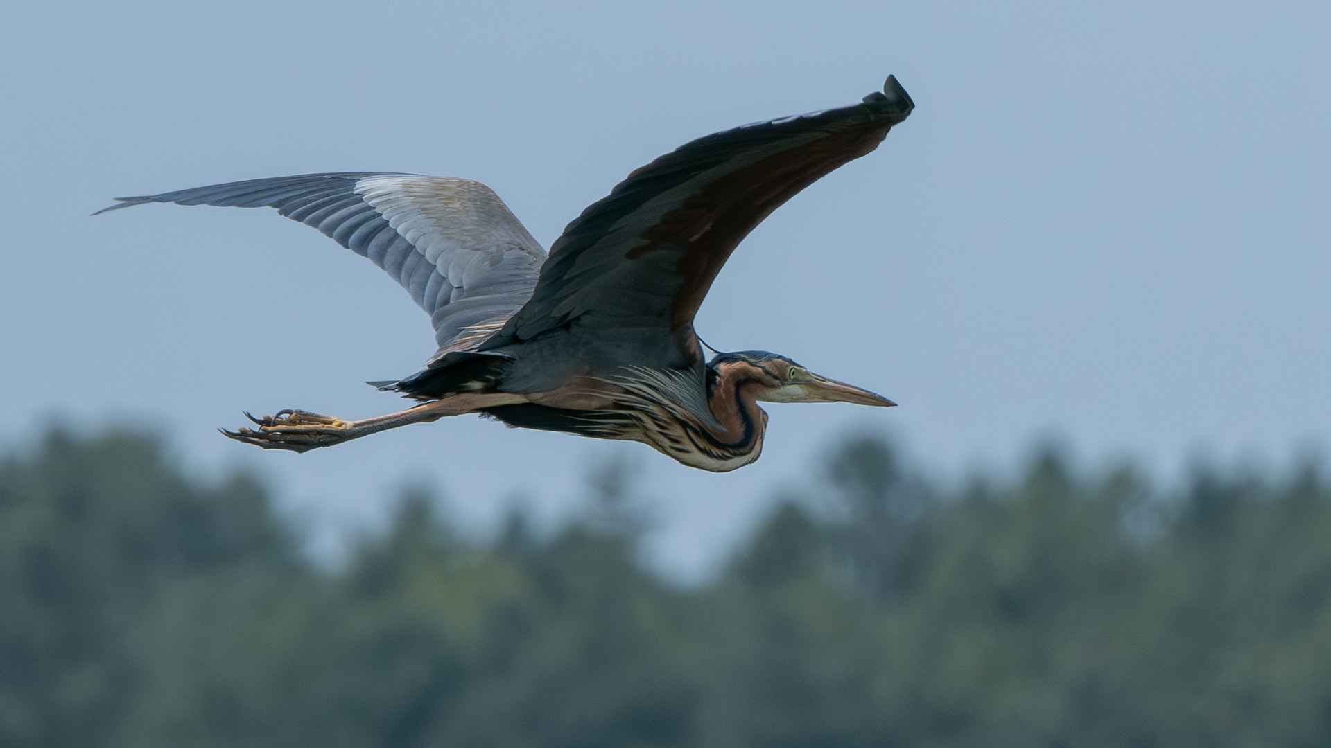 Purple Heron